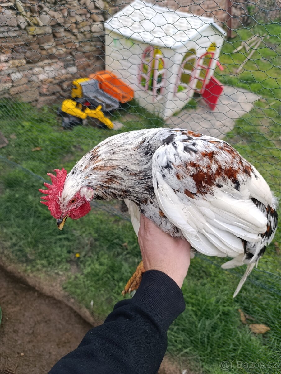 Švédská květina - 3