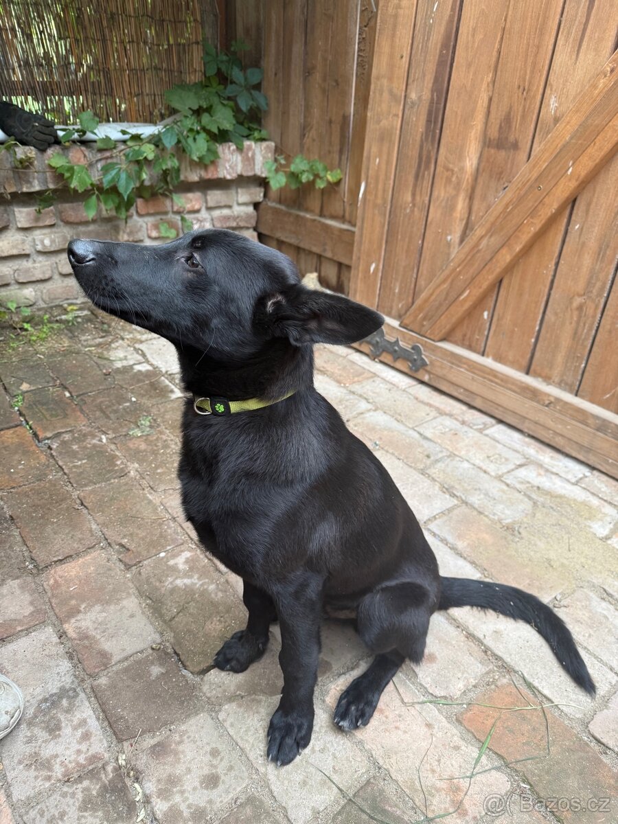 Belgický ovčák - 3