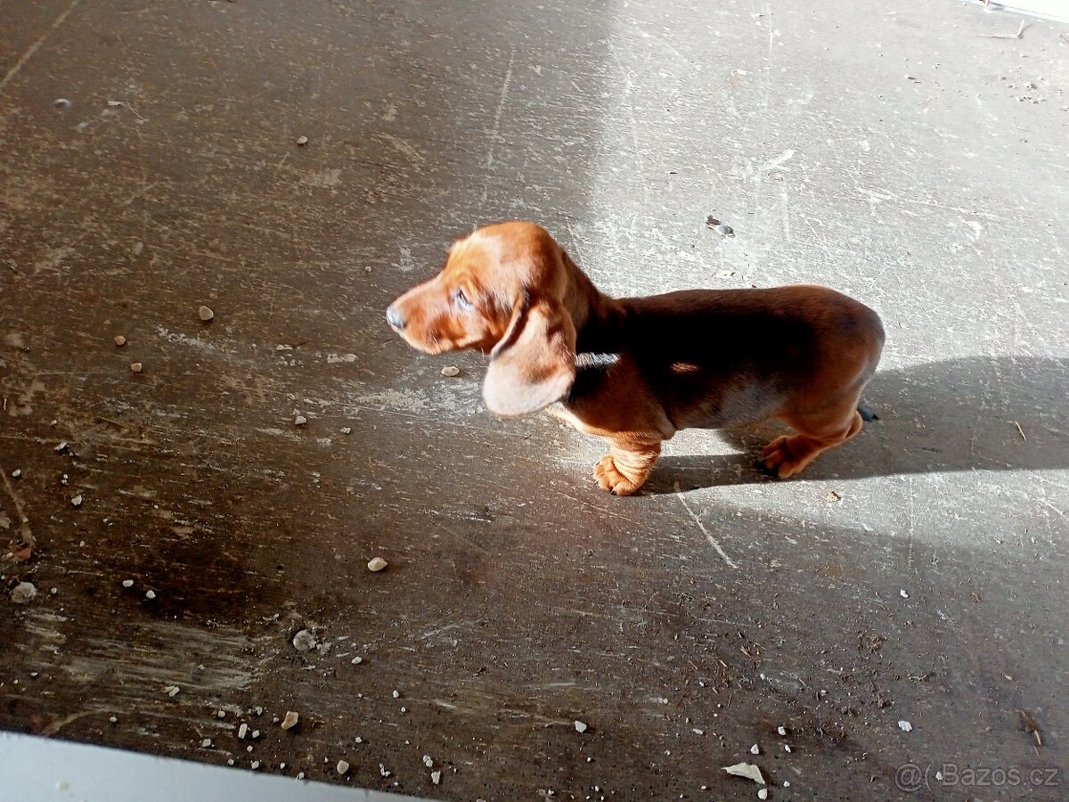 Jezevčík hladkosrstý - 3