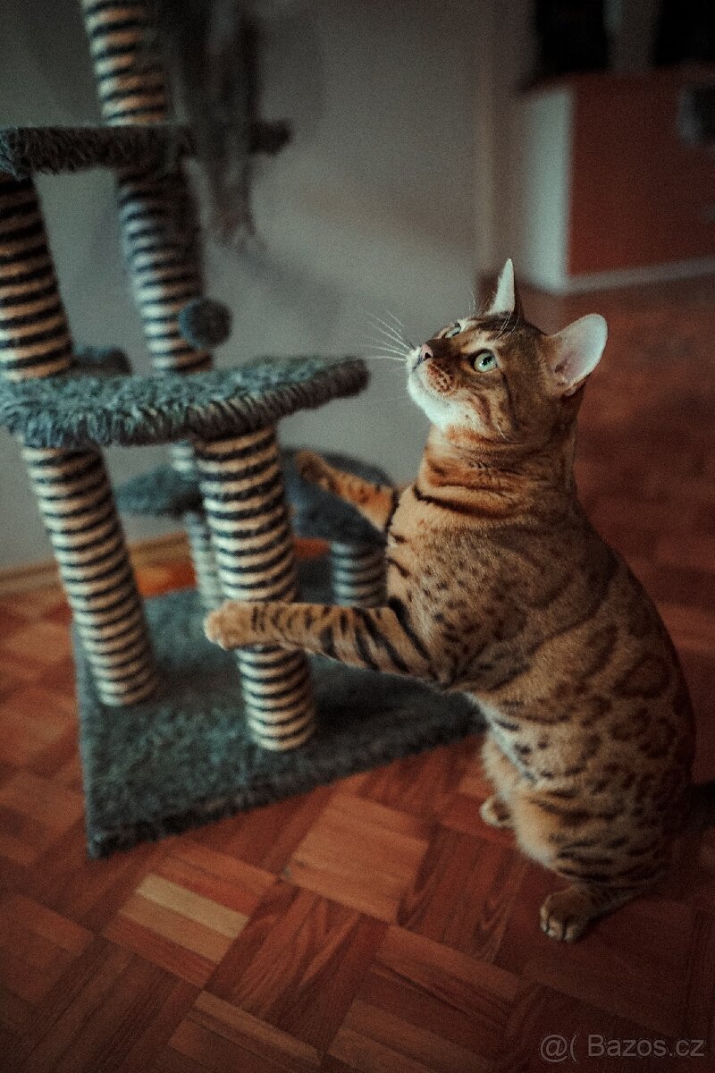 Kočka bengálská - krytí - 3