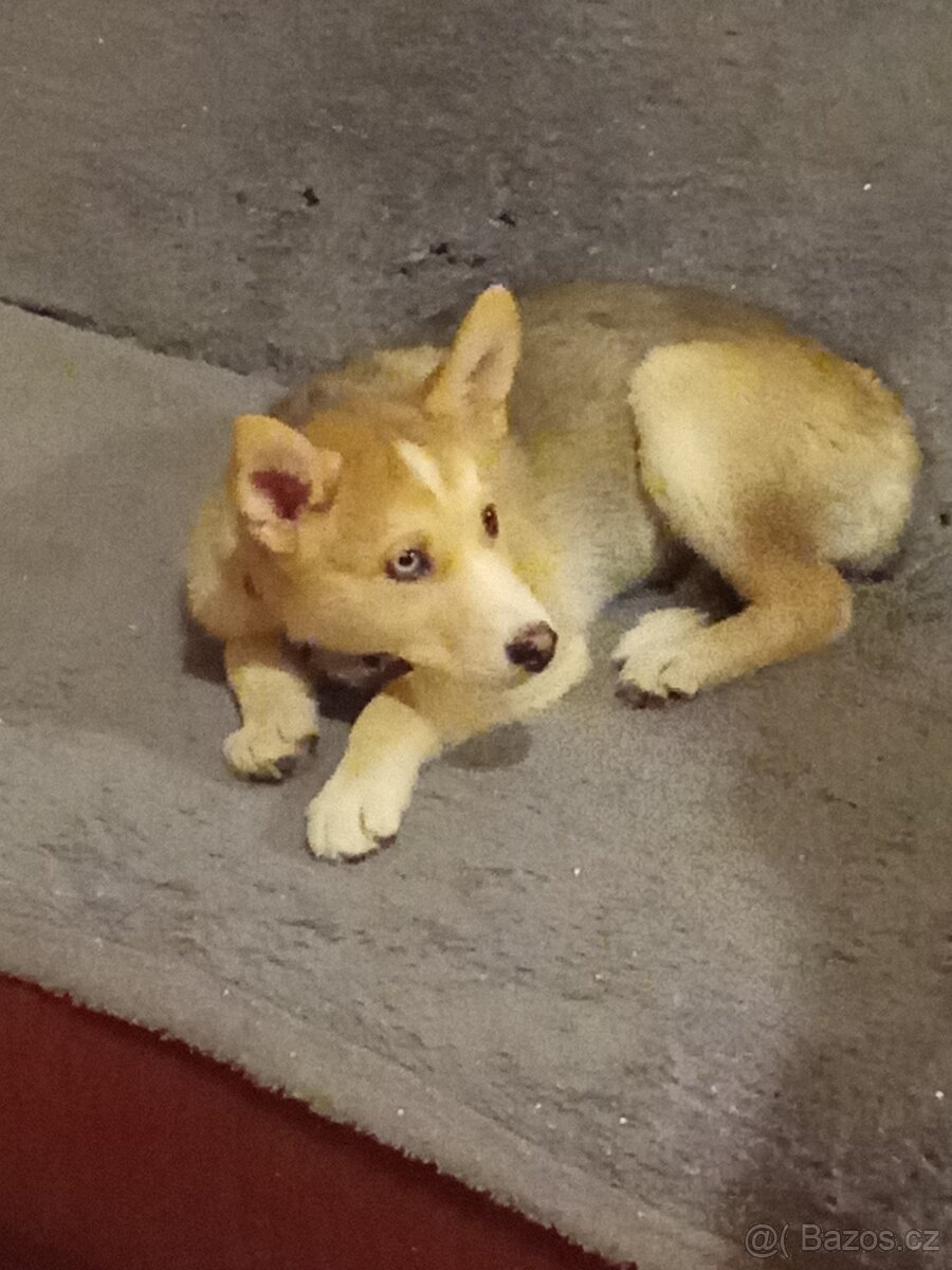 Štěně Husky - 3