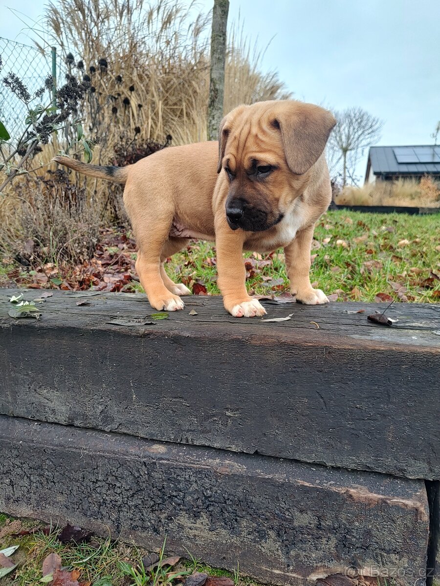 Štěňata kříženci - 3