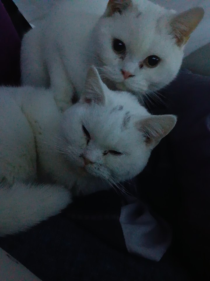 Prodám dva britský kocouři - 3