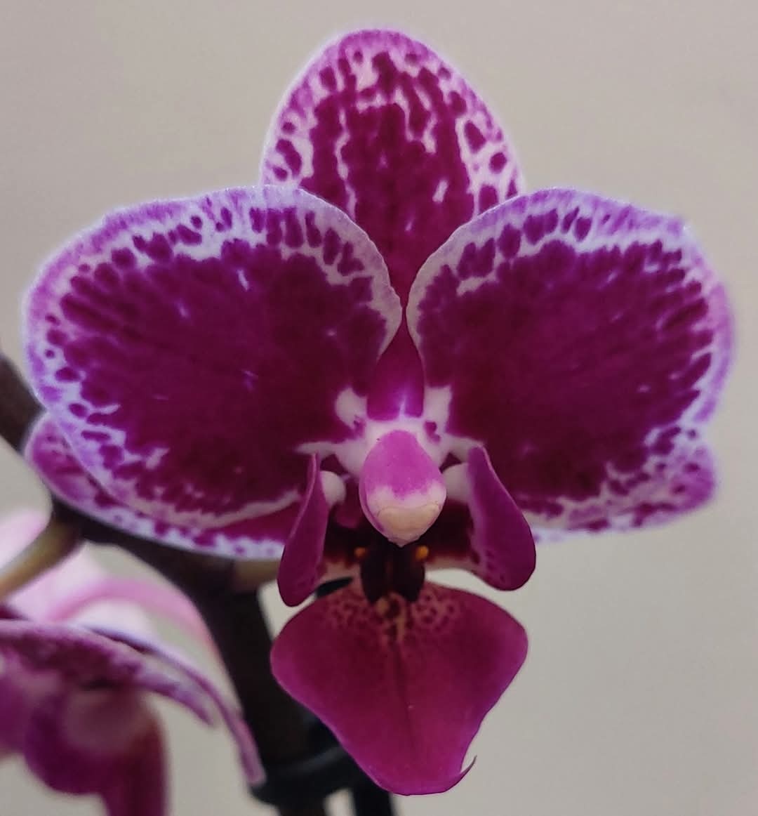 Panaš. Phalaenopsis'Hornglin Vicky' - 3