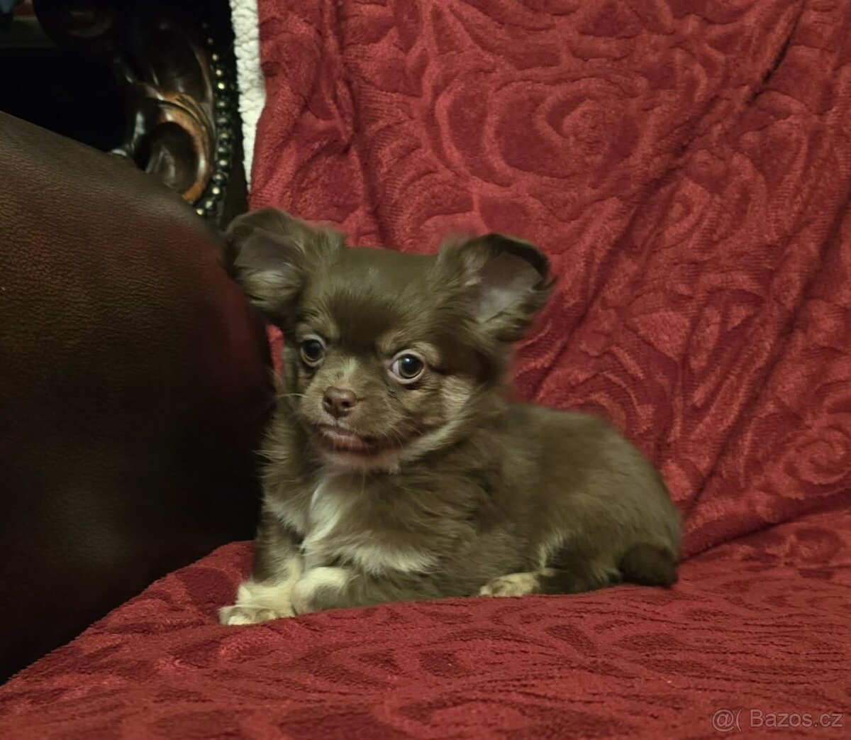 Čivava dlouhosrstá s PP - 3