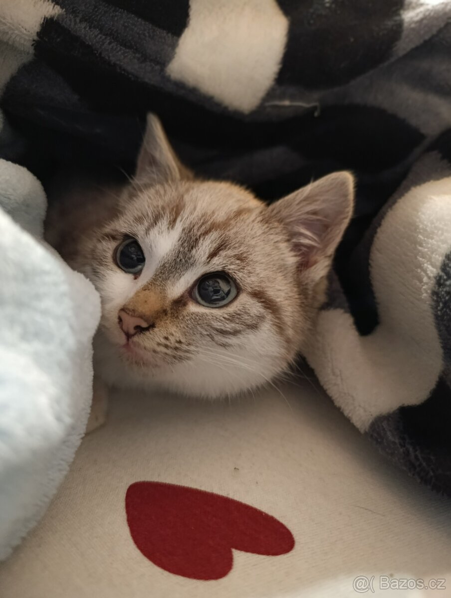 Koťátko kočička ragdoll x - 3