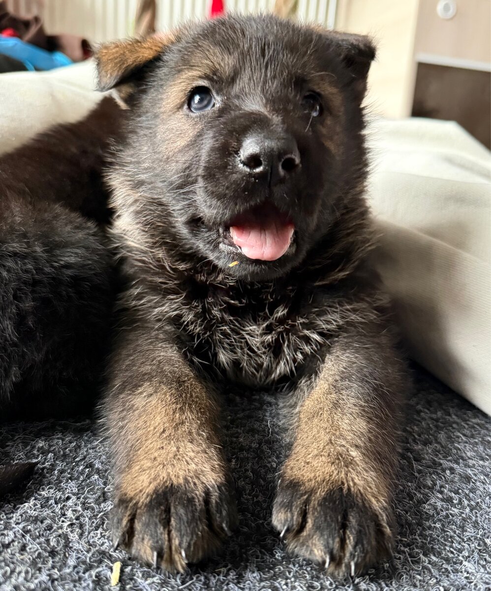 Německý ovčák s PP - 3