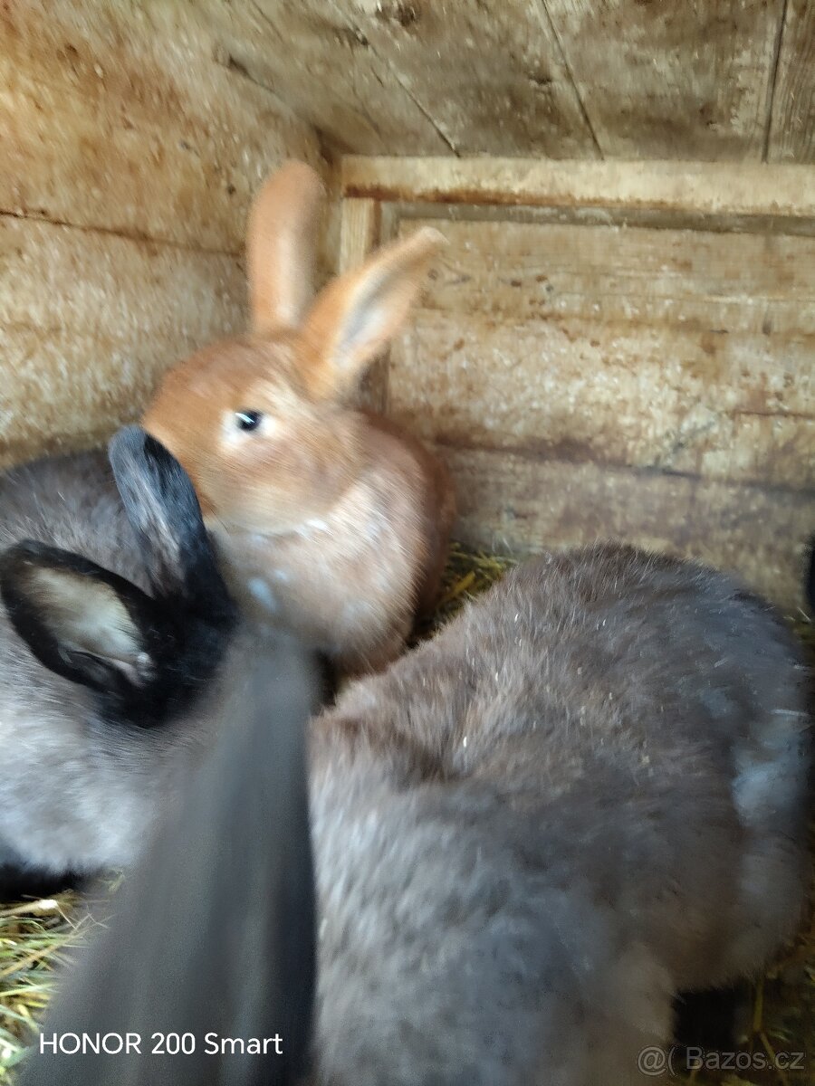 Králíci na prodej - 3