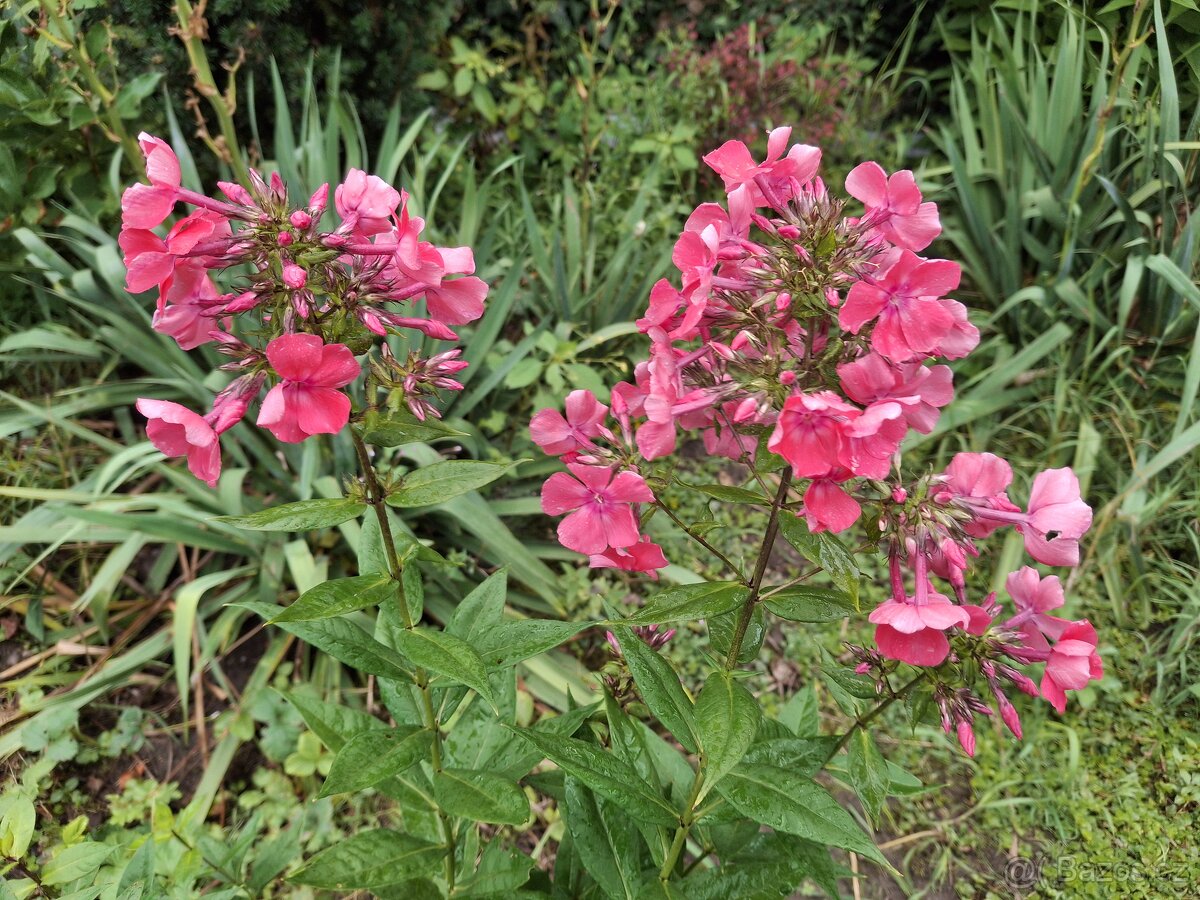 Floxy více kultivarů - 3