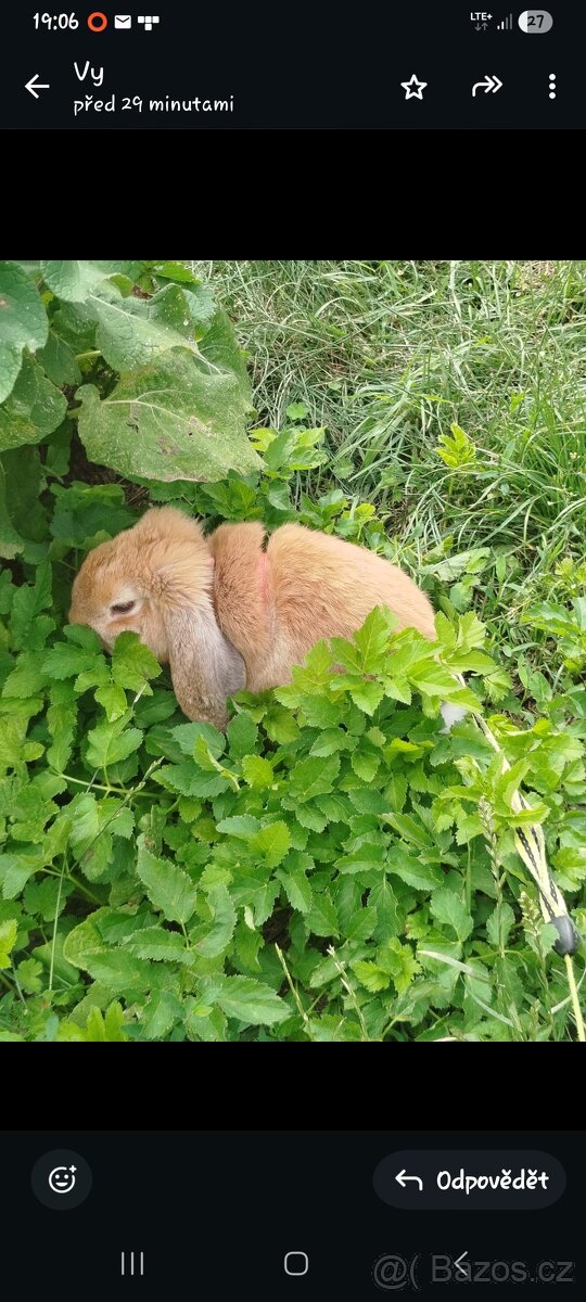 Zakrsly králík - 3