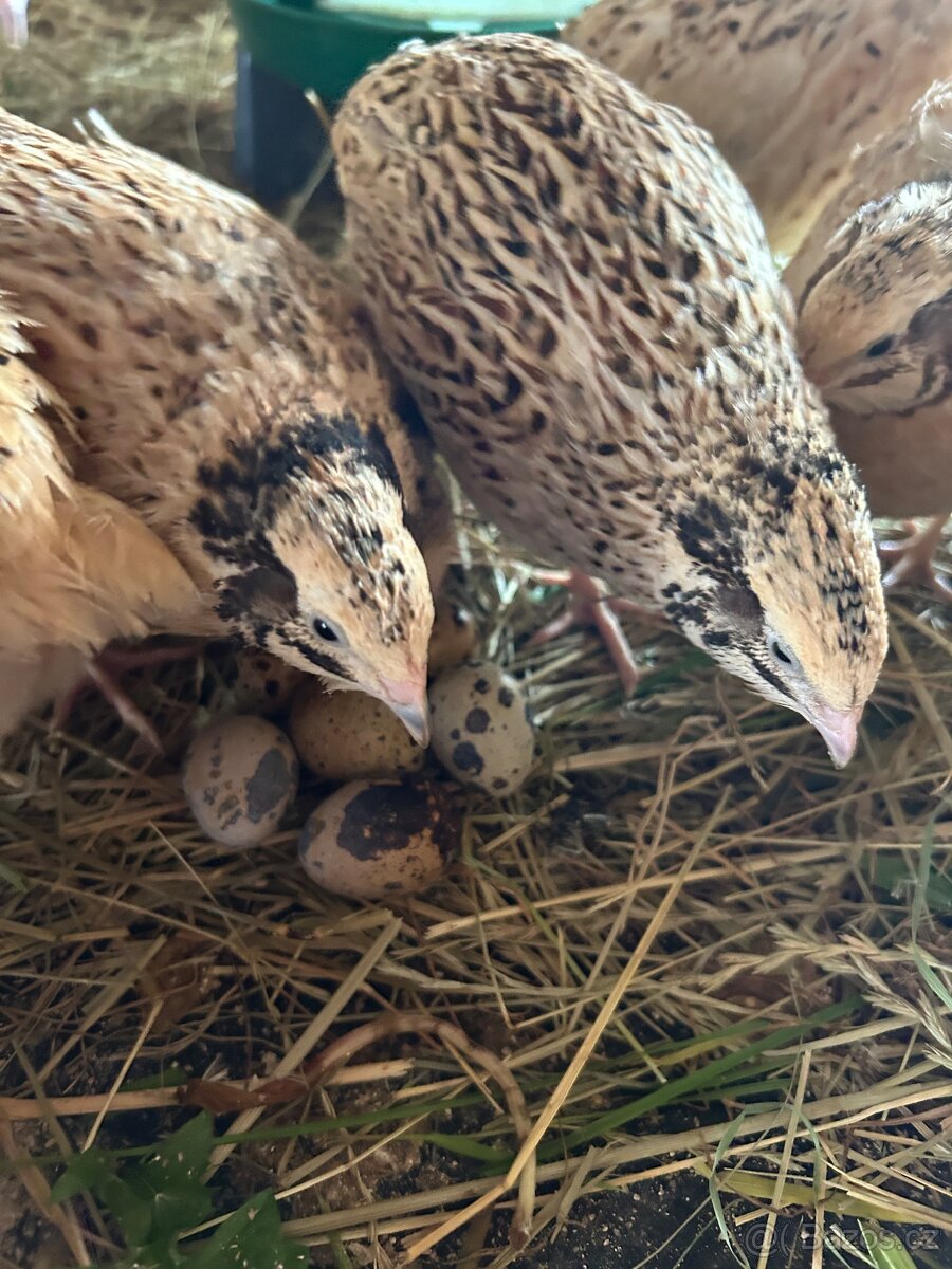 Křepelčí vejce - 3