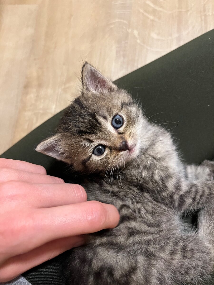 Daruji nalezená koťátka - 3