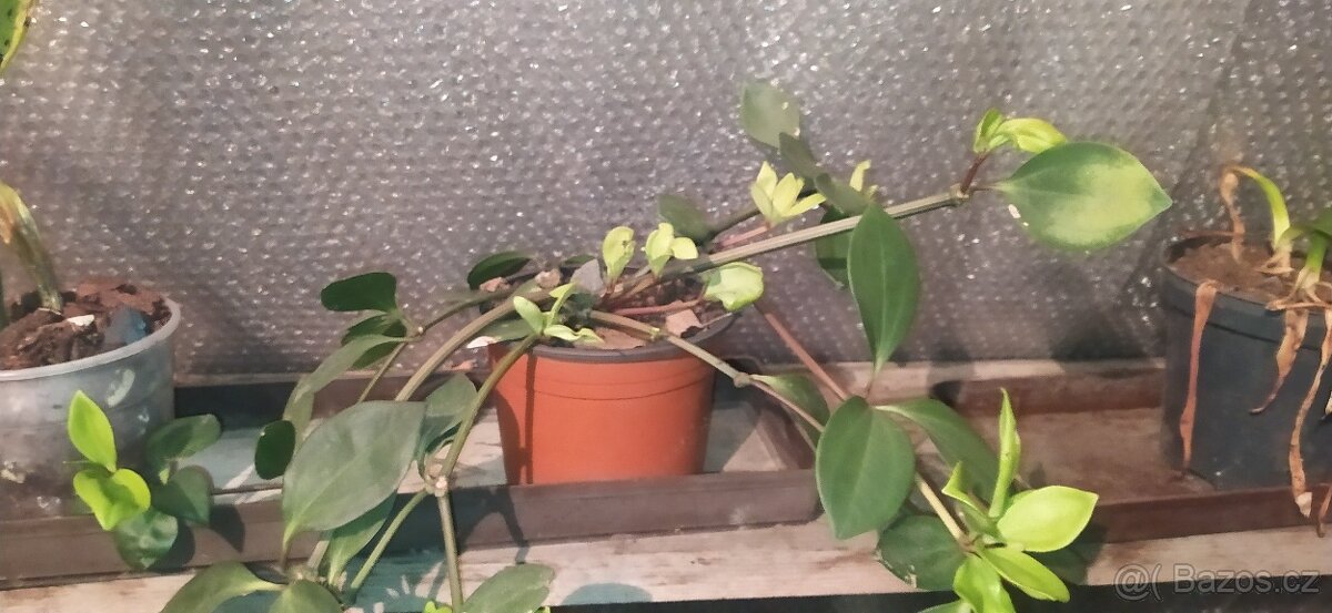 Různé druhy rostlin - 3