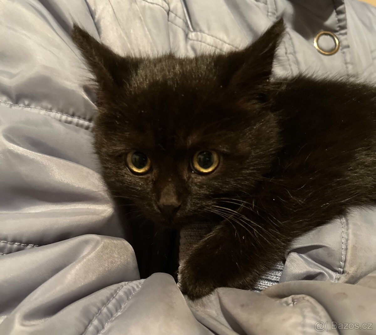 Koťátko - 3