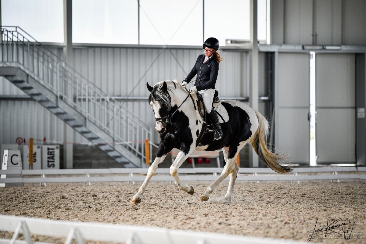 Deros Verona - hřebec - 3