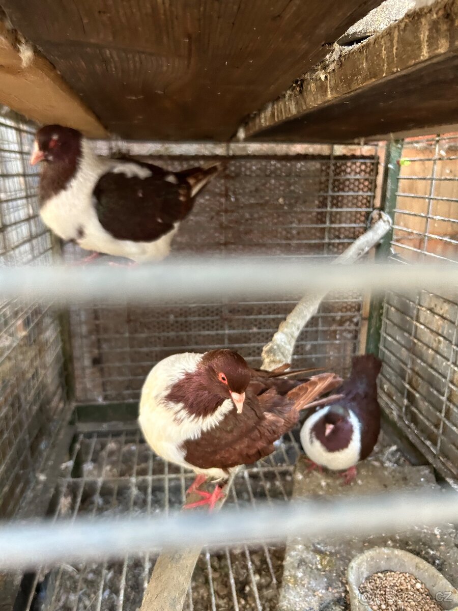 Moravský pštros - 3