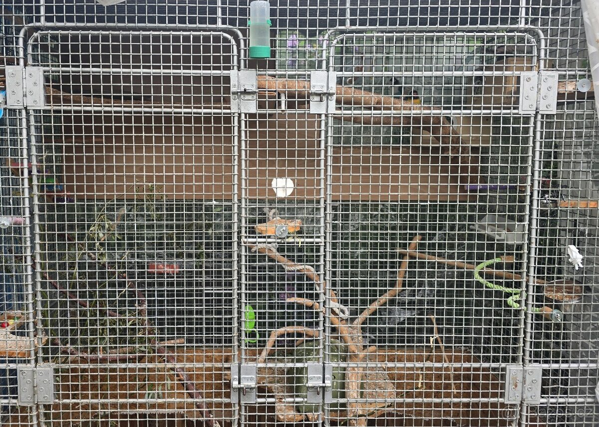 Voliéra - agapornis škraboškový - 3