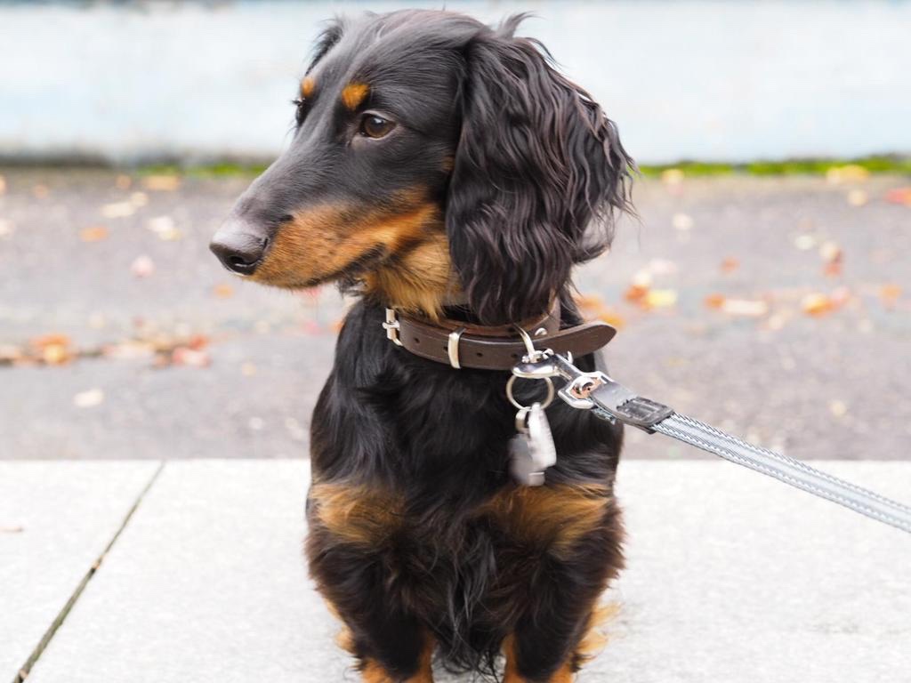 Jezevčík dlouhosrstý - 3