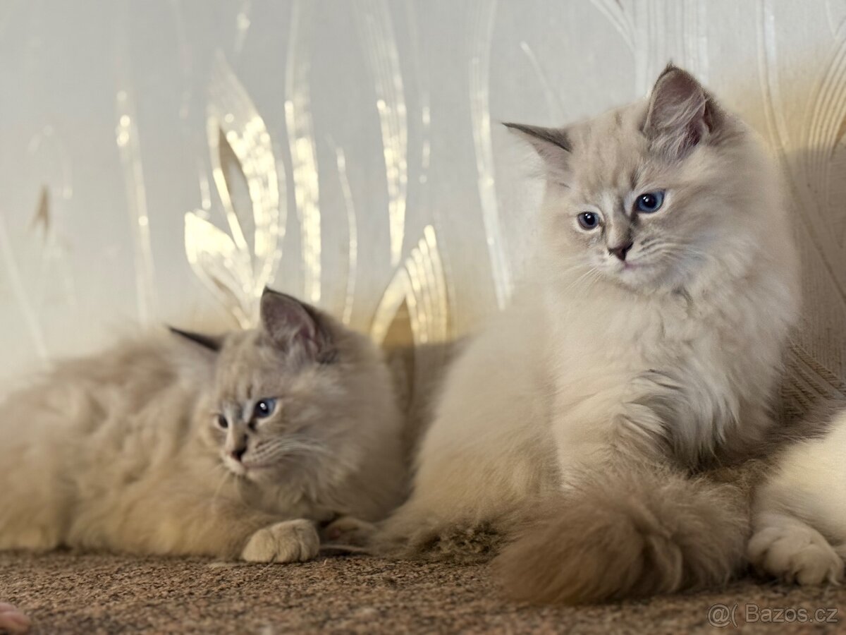 Koťata plemene RAGDOLL - 3