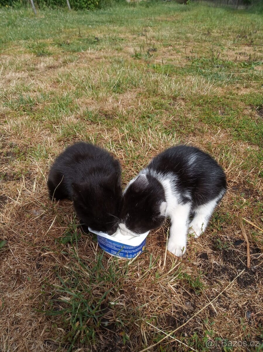 Daruji koťátko - kočičku - 3