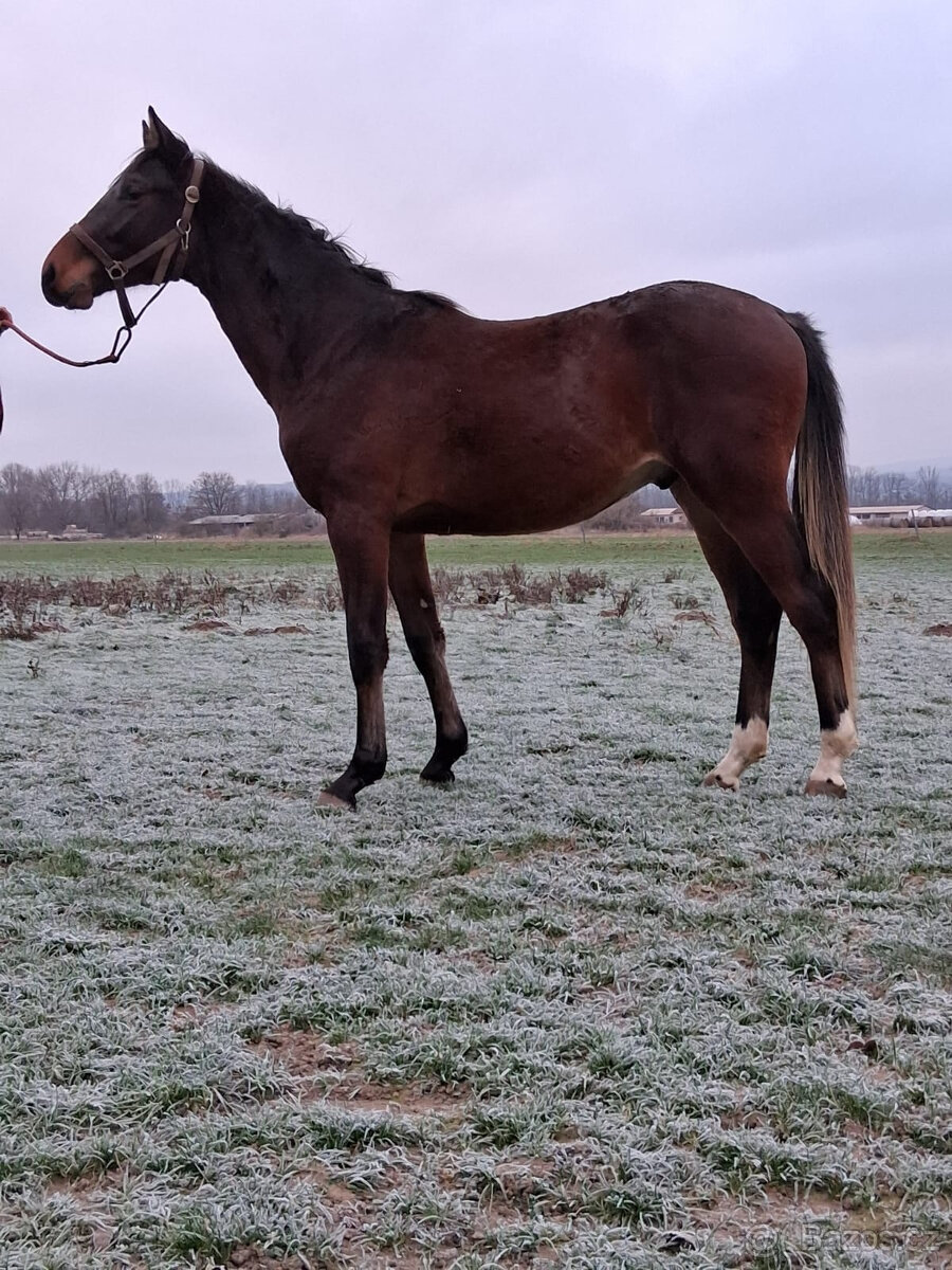 Valach po Compagnero R.S. - 3