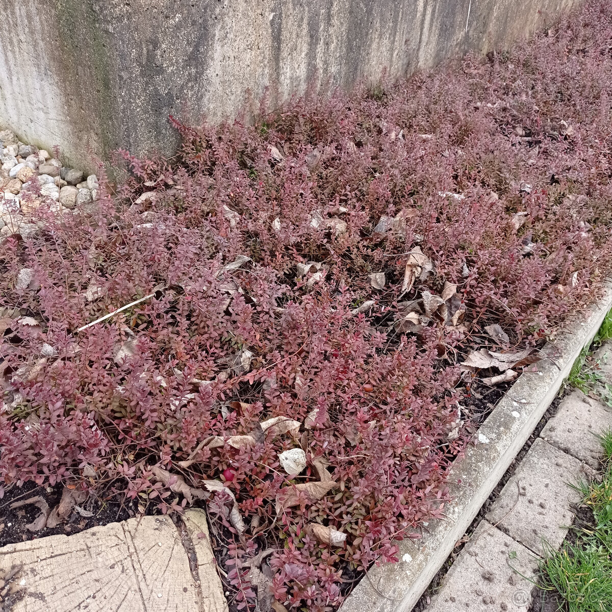 klikva velkoplodá - 3