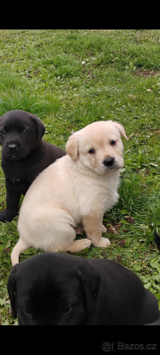 Štěňata labradora - 3
