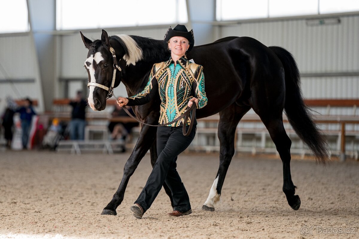 Připouštění APH Black Overo hřebcem - 3
