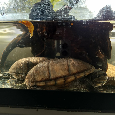želva klapavka - 3