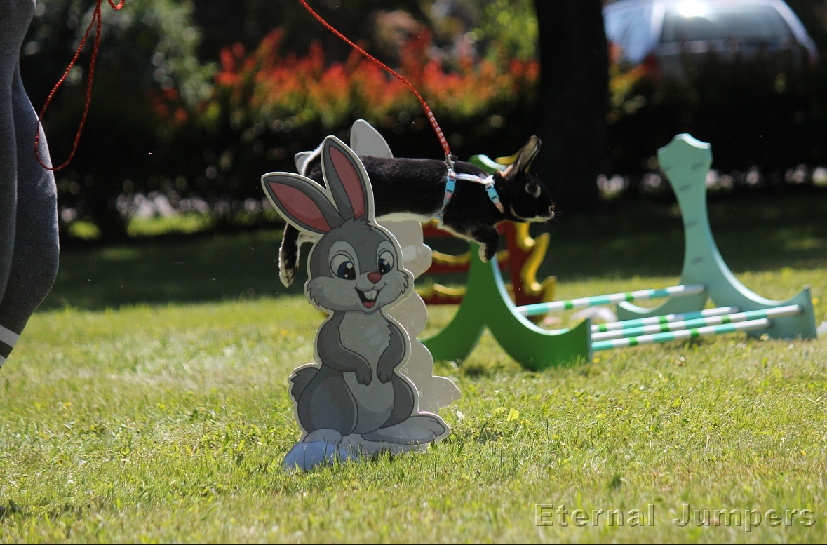 sportovní králík s pp - Hook - 3