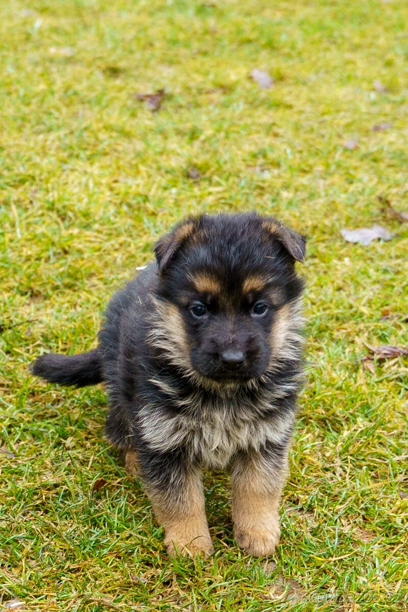 Německý ovčák s PP - 3