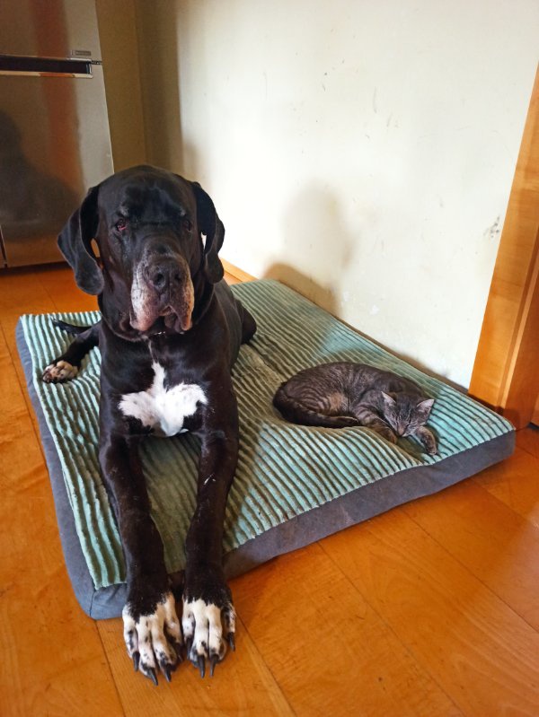 Německá doga na krytí - 3