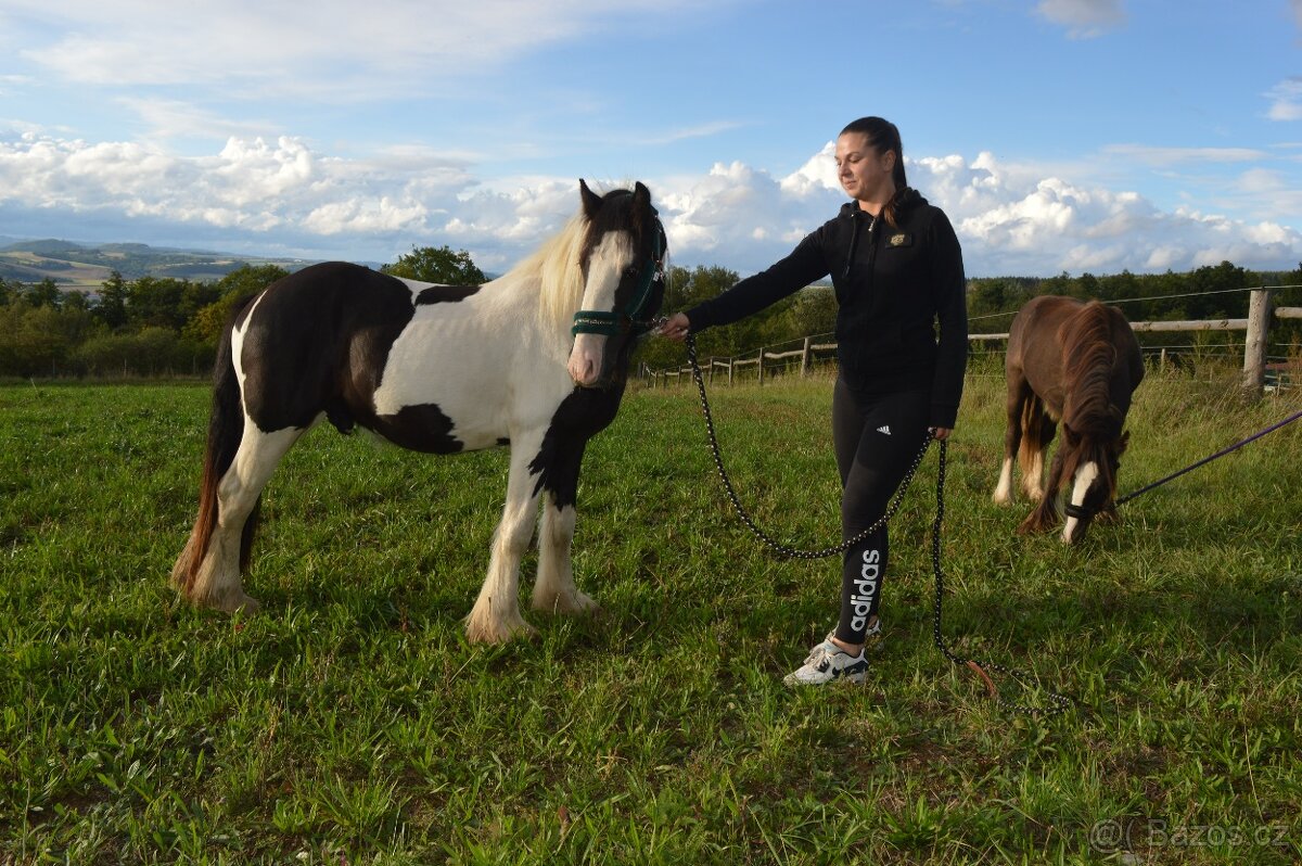 Prodej Irského Coba - 3