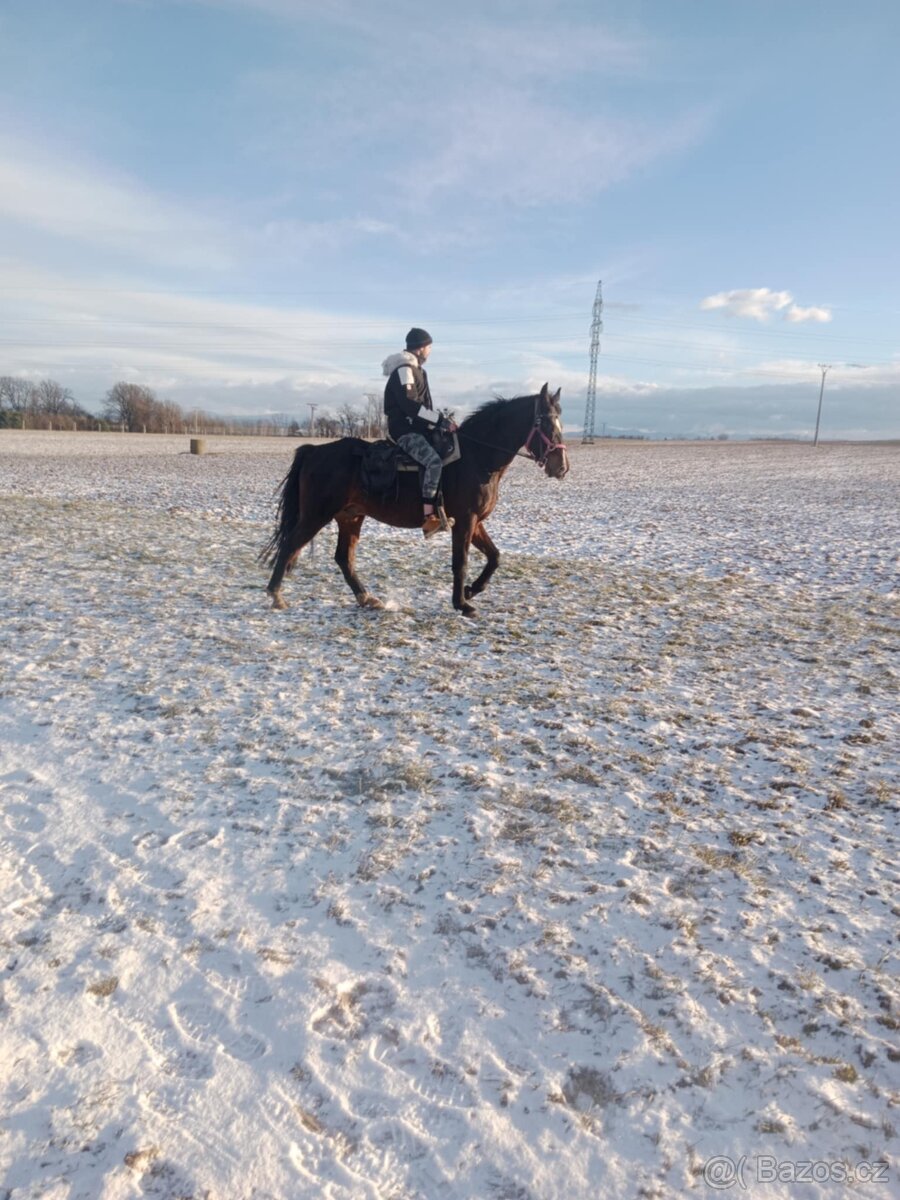 Malopolsky valach - 3