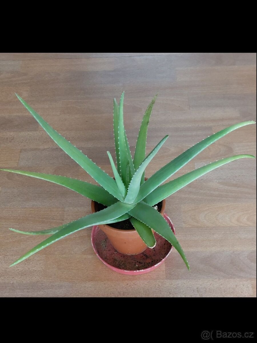 Aloe vera - 3