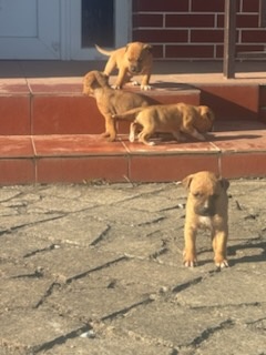 Americký stafordšírsky terier - 3