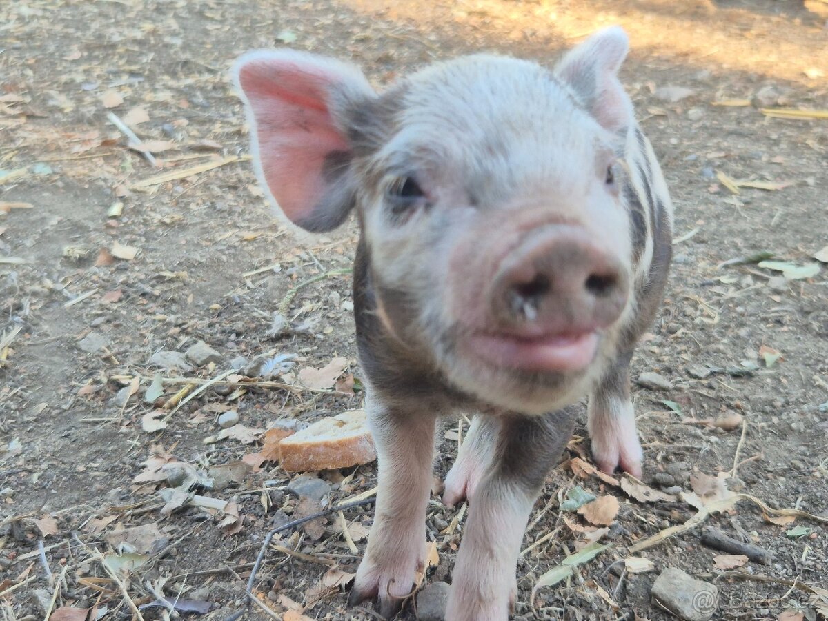 Kune kune selata - 3