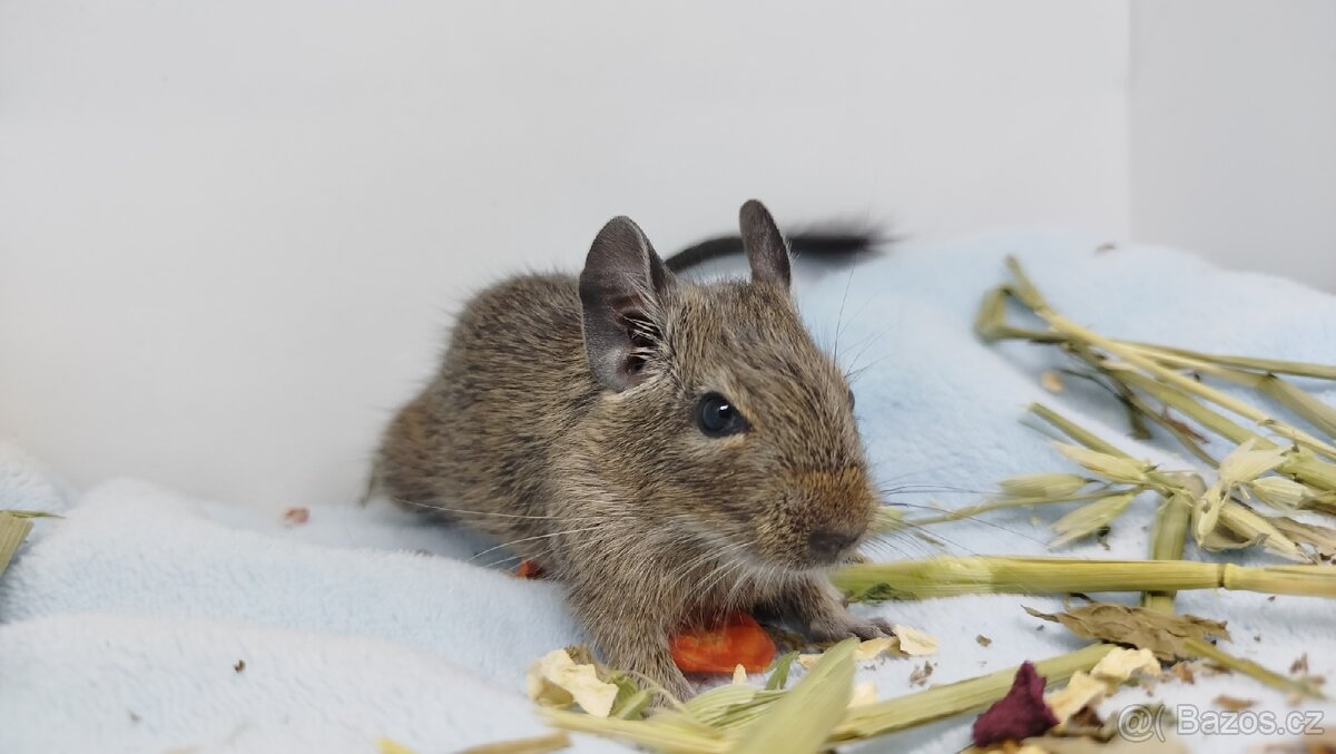 Osmák degu, Osmáci- SAMEČEK - 3