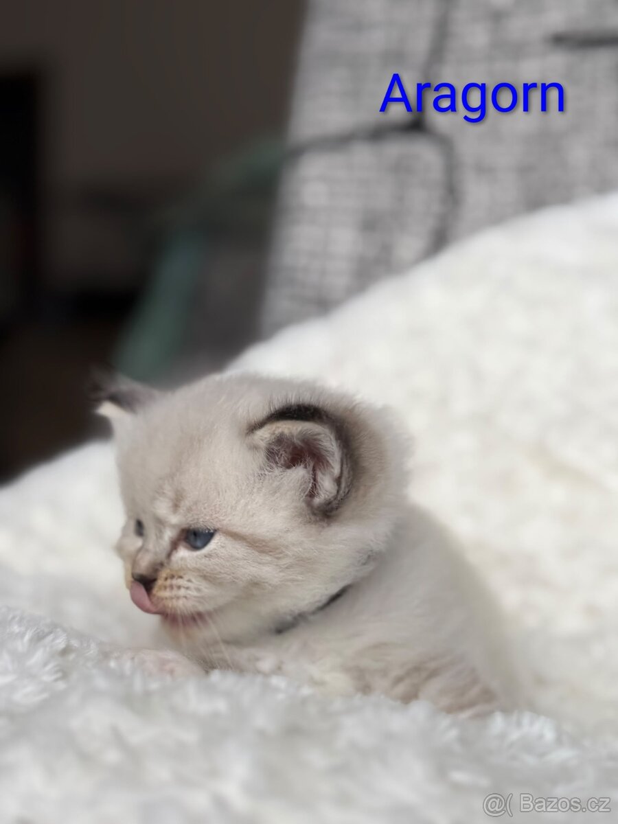 Ragdoll s PP - 3