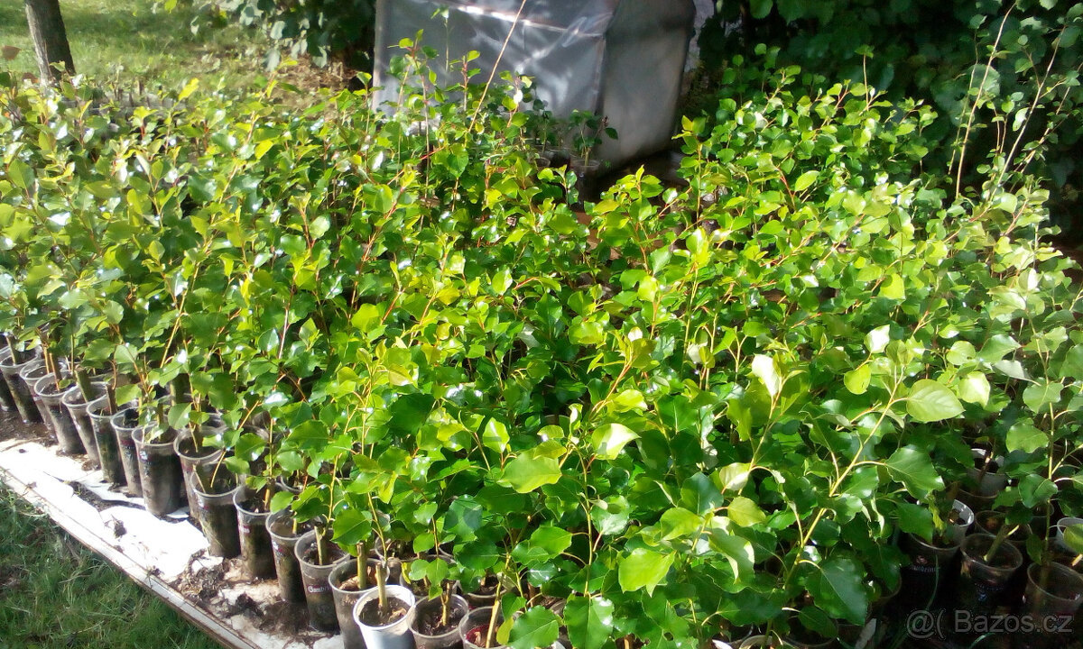 Japonský J-105, Italský af2 topol sazenice - 3