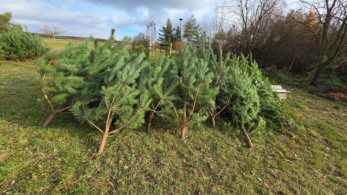 Vanoční smrky, borovice, douglasky - 3