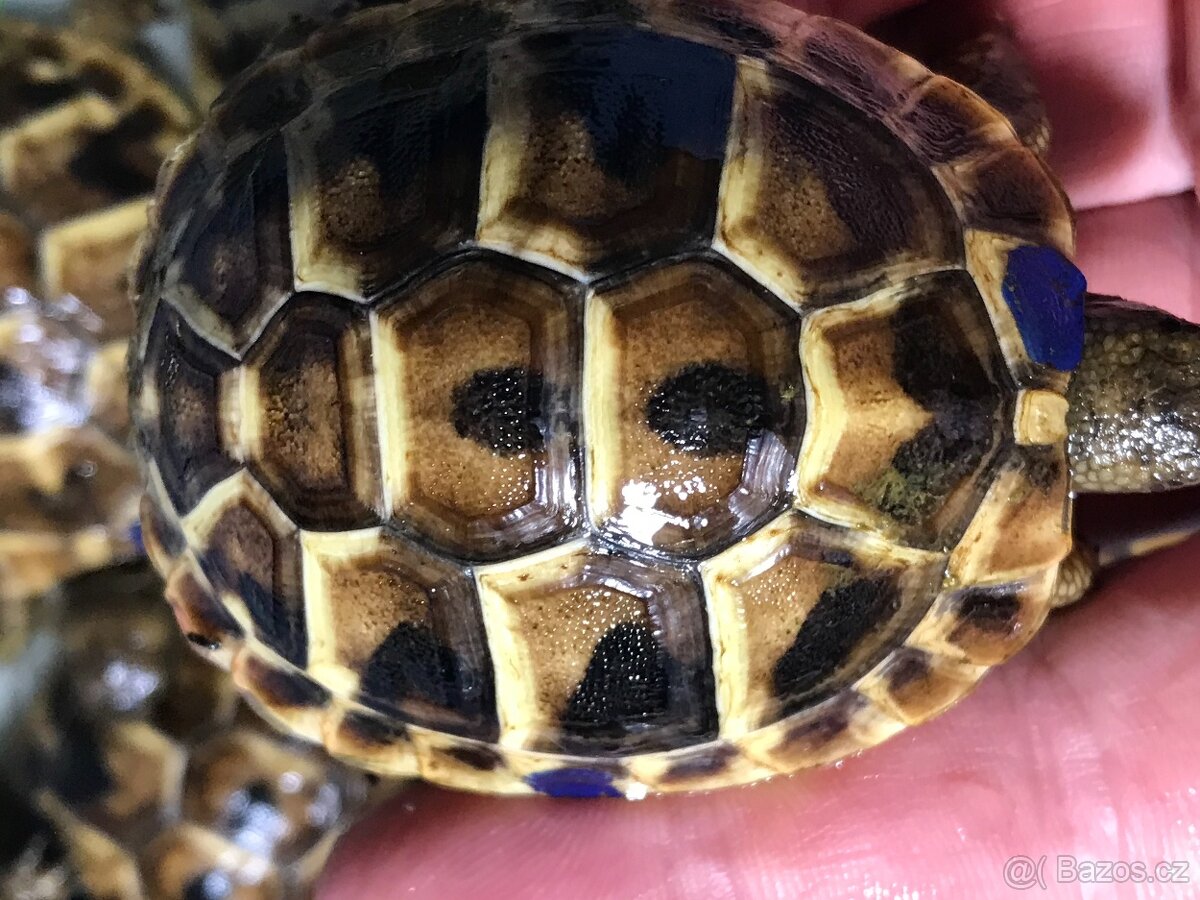 suchozemská želva, želva zelenavá - 3