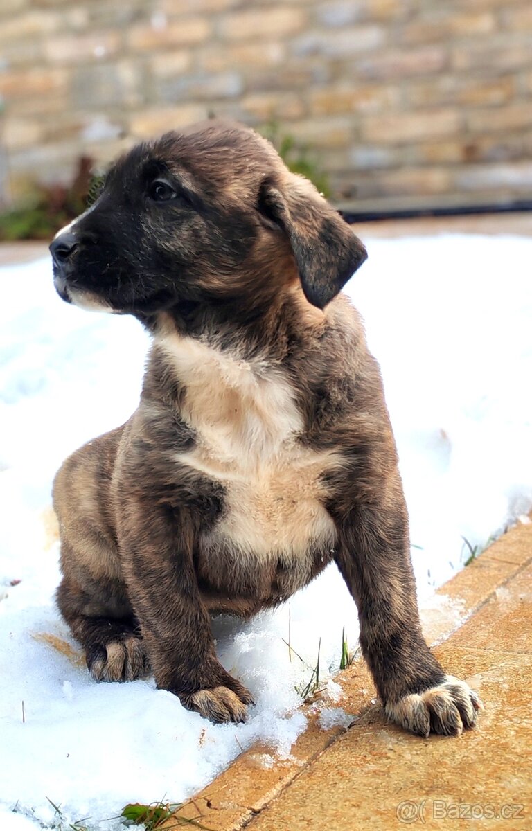 středoasijský pastevecký pes - 3