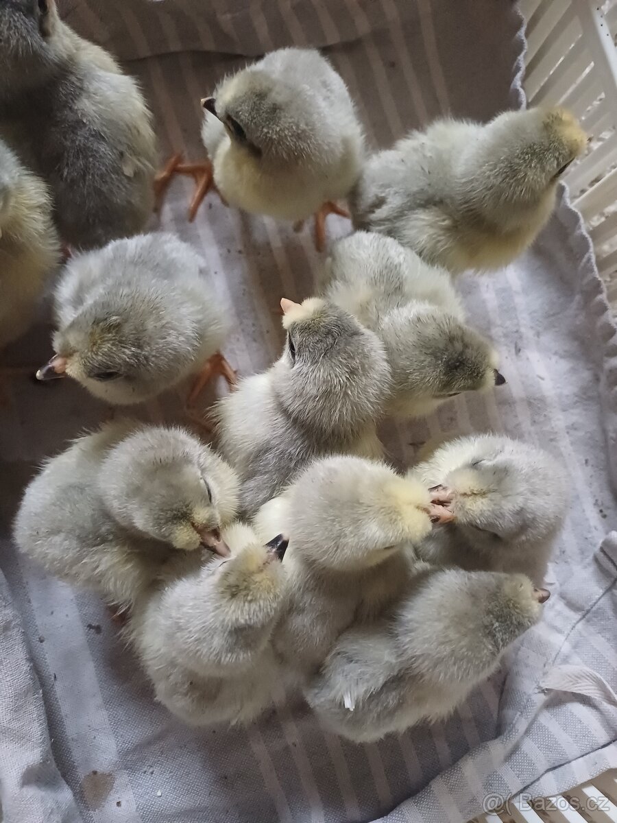 Prodám kuřátka - 3