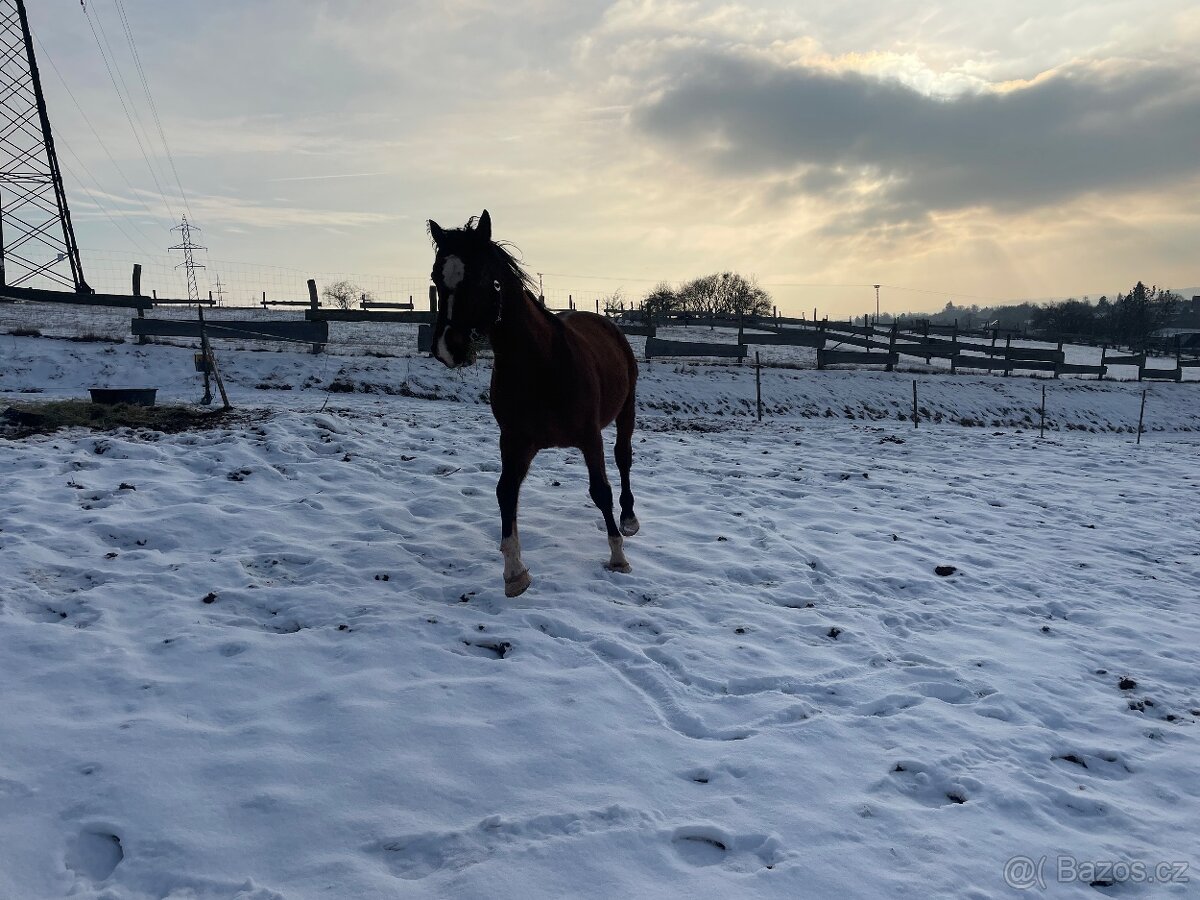 Český teplokrevník- valach - 3