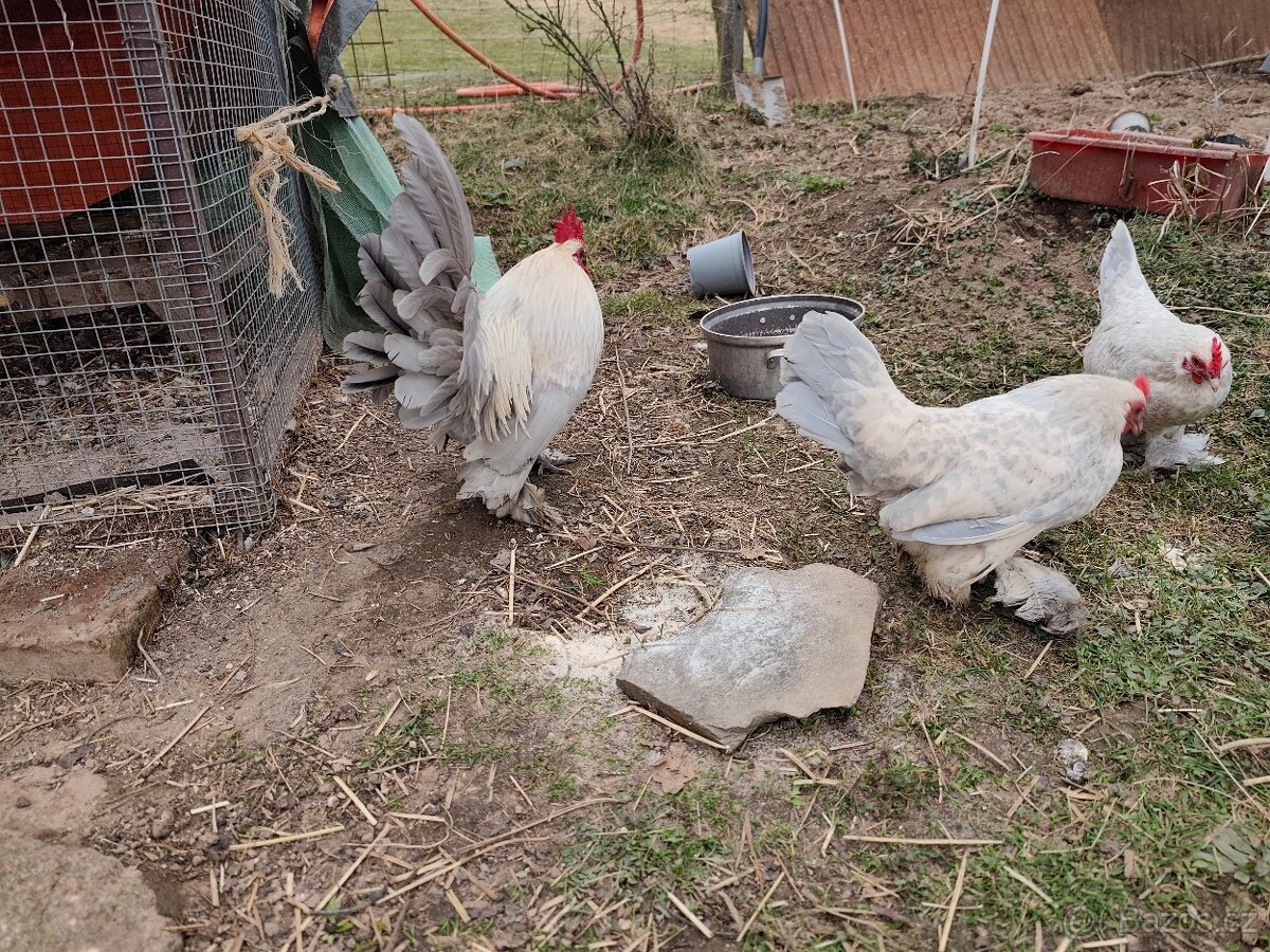 Zakrslá rousná - 3