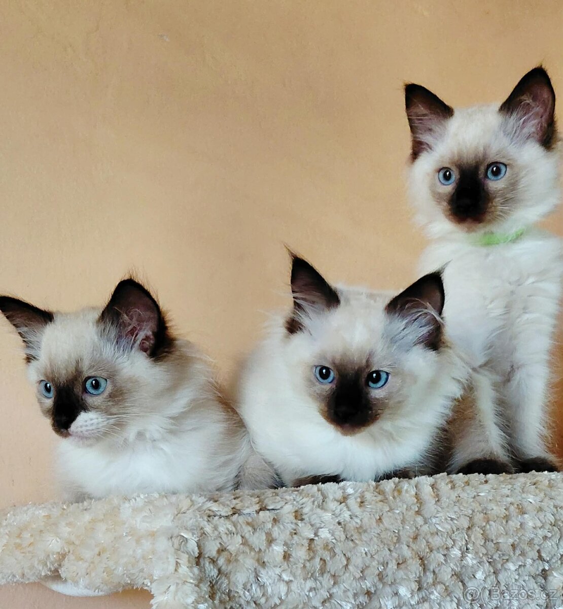Koťátka Ragdoll - 3
