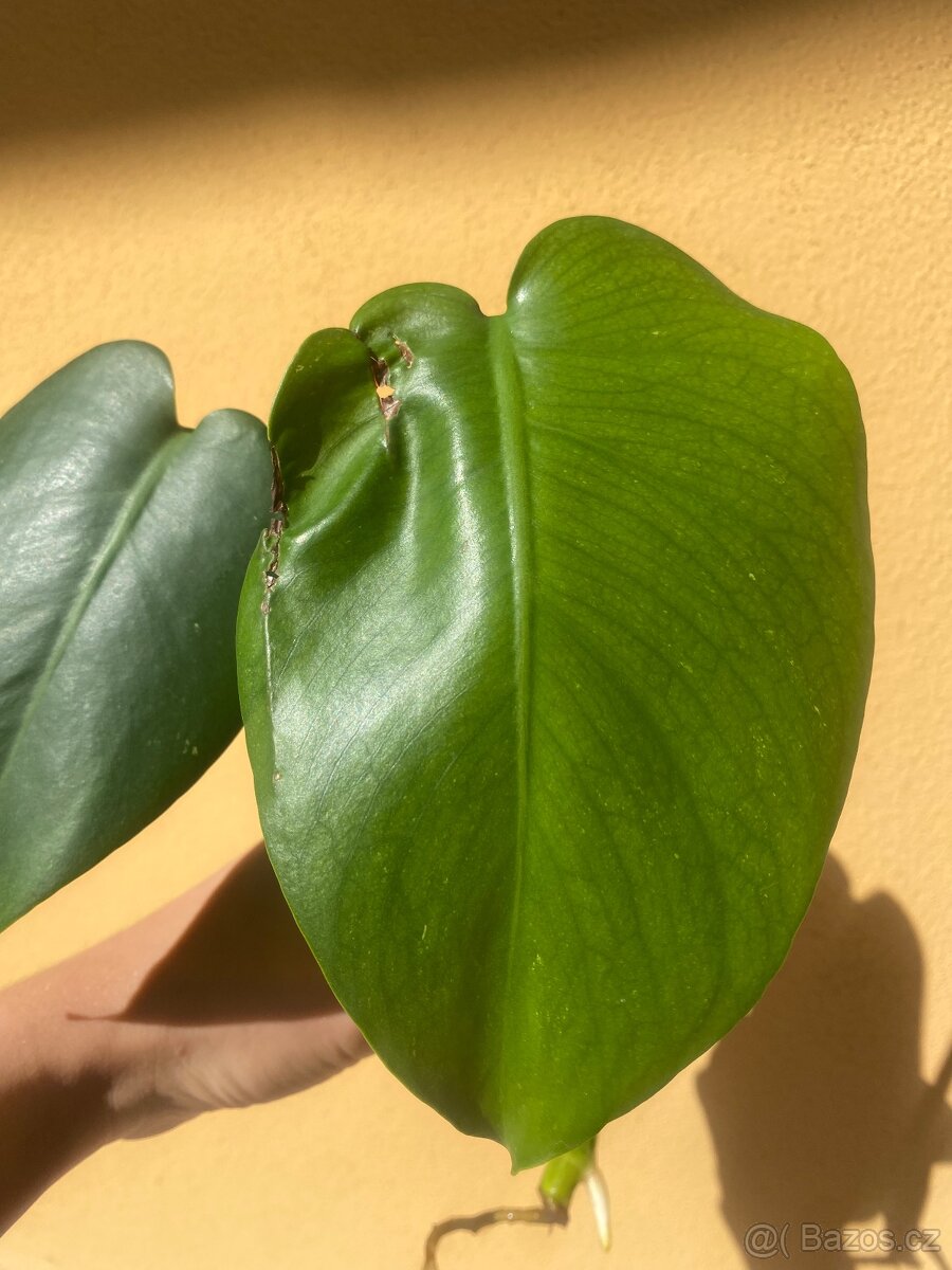 Monstera Mint - 3