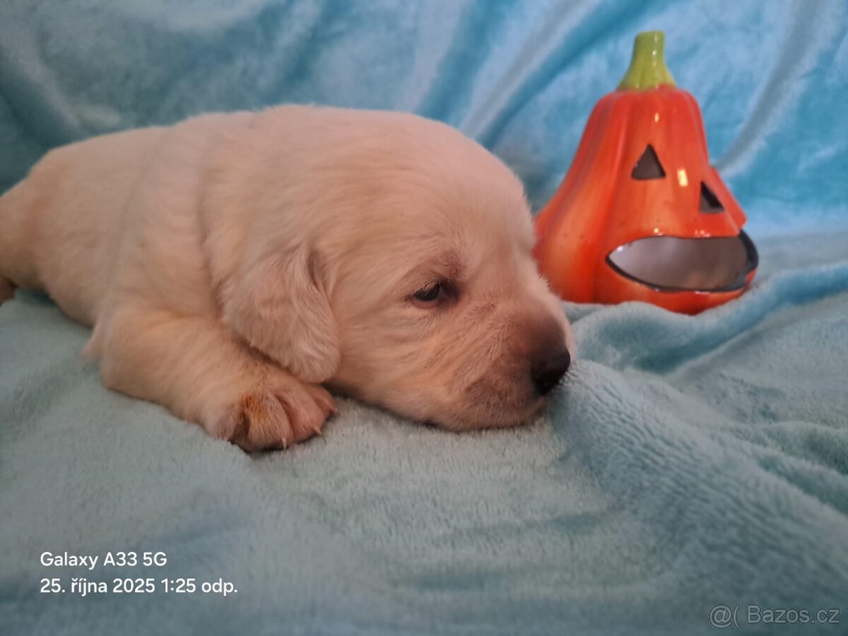 Labradorský retrívr - 3