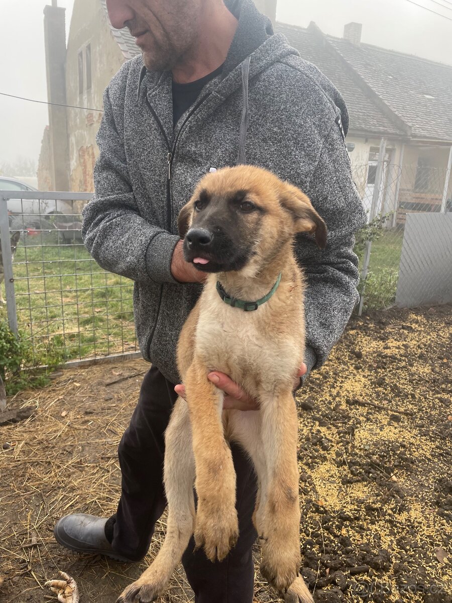 Štěně vlčáka - 3